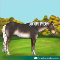 Horse Color:Liver Chestnut Mushroom Rabicano 