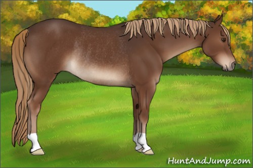 Horse Color:Liver Chestnut Rabicano 