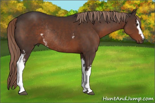 Horse Color:White Spotted Liver Chestnut Rabicano 