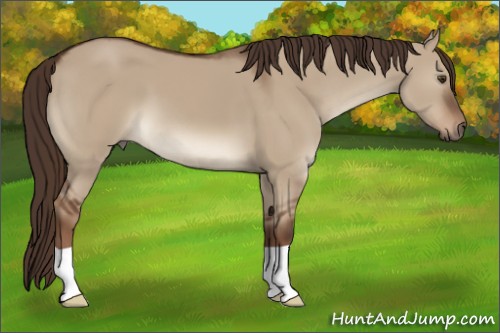 Horse Color:Liver Red Dun 
