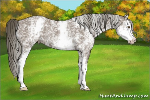 Horse Color:White Spotted Liver Red Dun Mushroom Rabicano 
