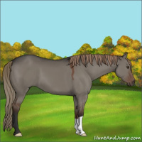 Horse Color:Liver Red Dun