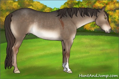 Horse Color:Liver Red Dun Rabicano 