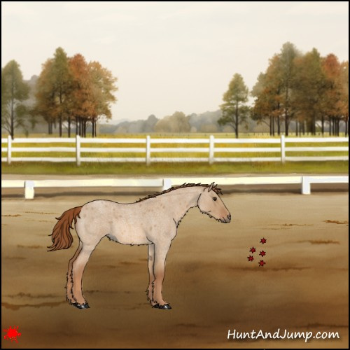 Horse Color:Red Dun Roan 