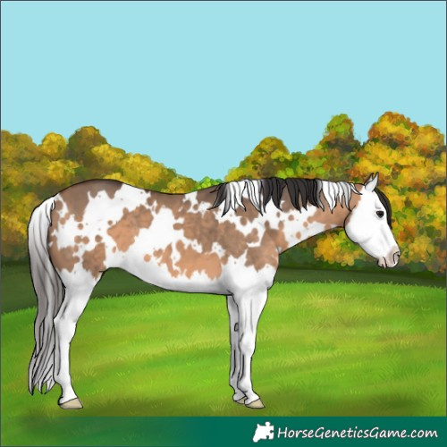 Horse Color:White Spotted Brown Dun Splash 