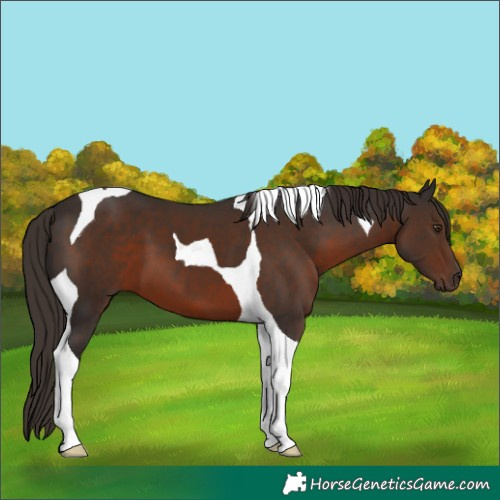Horse Color:Liver Chestnut Tobiano 