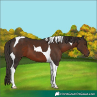 Horse Color:Liver Chestnut Tobiano