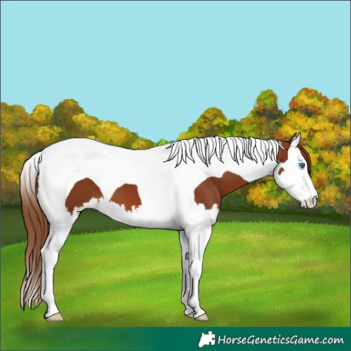 Horse Color:Chestnut Splash Tobiano 