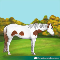 Horse Color:Chestnut Splash Tobiano 
