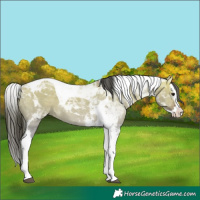 Horse Color:Bay Dun Sabino Splash Tobiano 