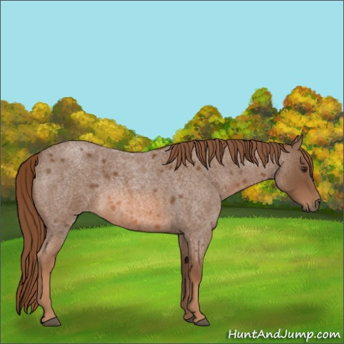 Horse Color:Red Roan 