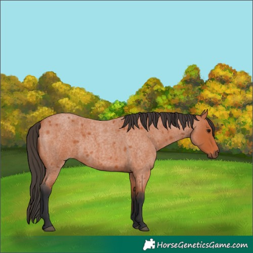 Horse Color:Bay Roan 