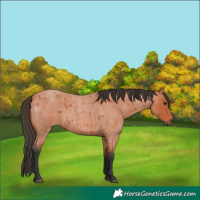 Horse Color:Bay Roan 