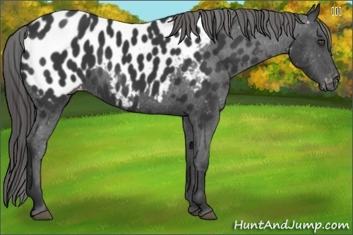 Horse Color:Black Appaloosa 