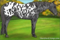 Horse Color:Black Appaloosa 