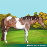Horse Color:Chocolate Bay Ice Tobiano 