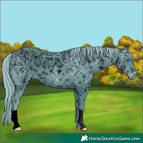 Horse Color:ERROR: UNKNOWN ANOMALY