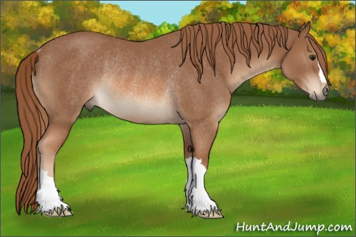 Horse Color:Chestnut Rabicano 