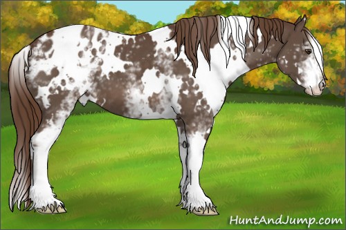 Horse Color:White Spotted Liver Chestnut Appaloosa 