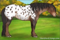 Horse Color:Liver Chestnut Appaloosa Rabicano