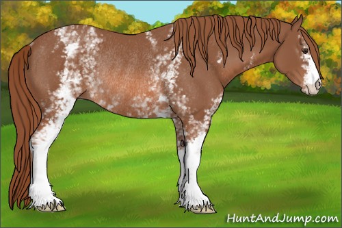 Horse Color:White Spotted Chestnut Rabicano 