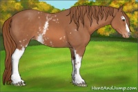 Horse Color:White Spotted Chestnut Appaloosa 