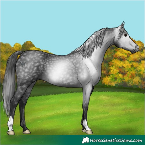 Horse Color:Gray Black 