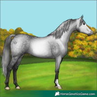 Horse Color:Gray Black 