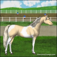 Horse Color:Palomino Dun Tobiano