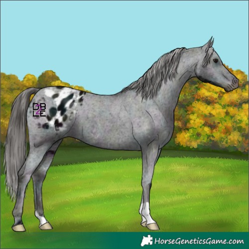 Horse Color:Midnight Black Ice Appaloosa 