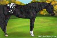 Horse Color:Midnight Black Ice Appaloosa 