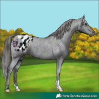 Horse Color:Midnight Black Ice Appaloosa 