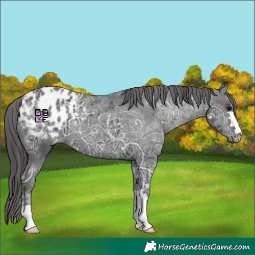 Horse Color:Black Ice Appaloosa