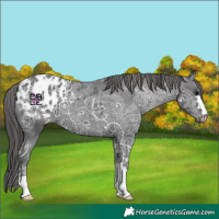 Horse Color:Black Ice Appaloosa 