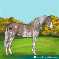Horse Color:White Spotted Silver Black 