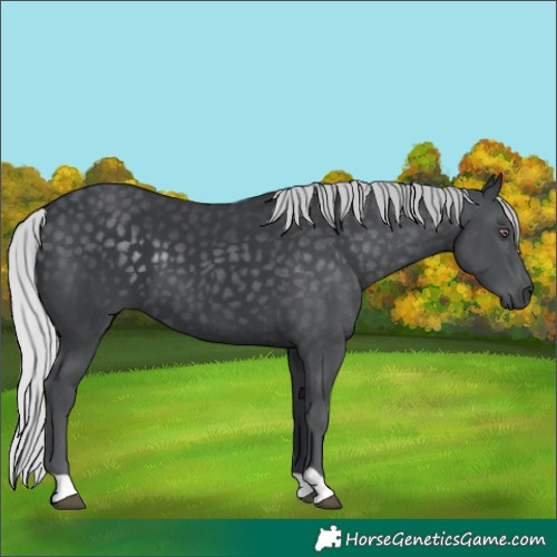 Horse Color:Silver Black Chinchilla 