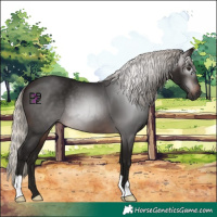 Horse Color:Gray Silver Brown 