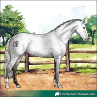 Horse Color:Gray Silver Brown 