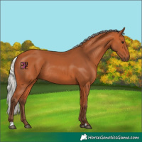 Horse Color:Silver Bay Rabicano