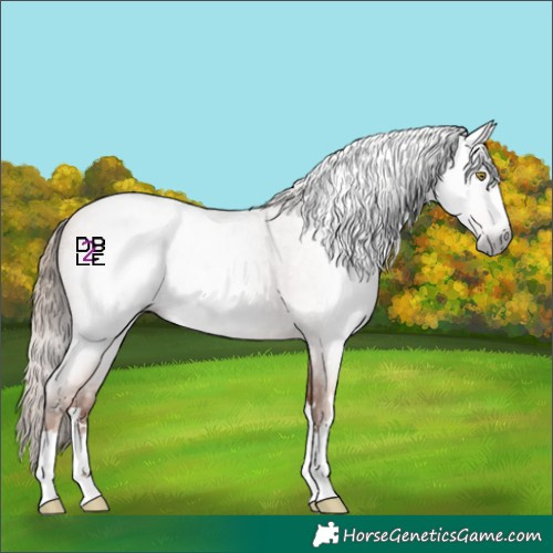 Horse Color:Gray Gold Champagne Roan 