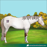 Horse Color:Gray Gold Champagne Roan 