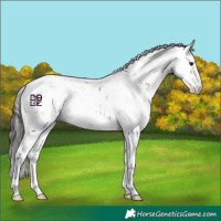 Horse Color:Bay Sabino 