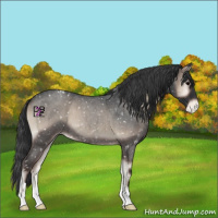 Horse Color:Blue Onyx Roan Appaloosa 