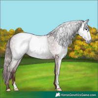 Horse Color:Gray Chocolate Black