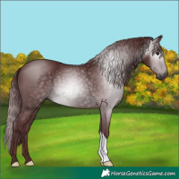 Horse Color:Gray Chocolate Black 