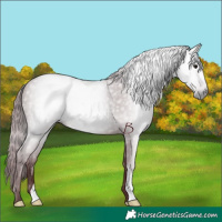 Horse Color:Gray Chocolate Black 