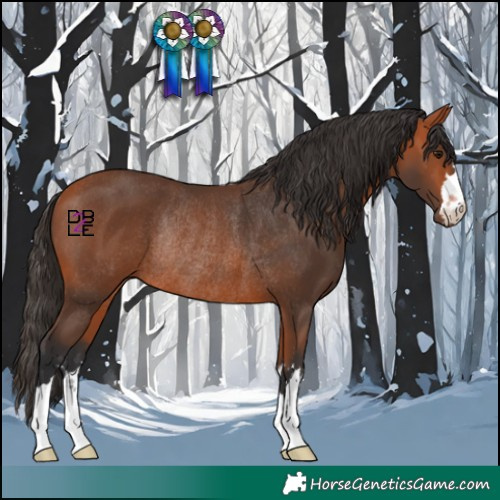 Horse Color:Bay Rabicano 