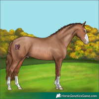 Horse Color:Brown Pearl Rabicano 