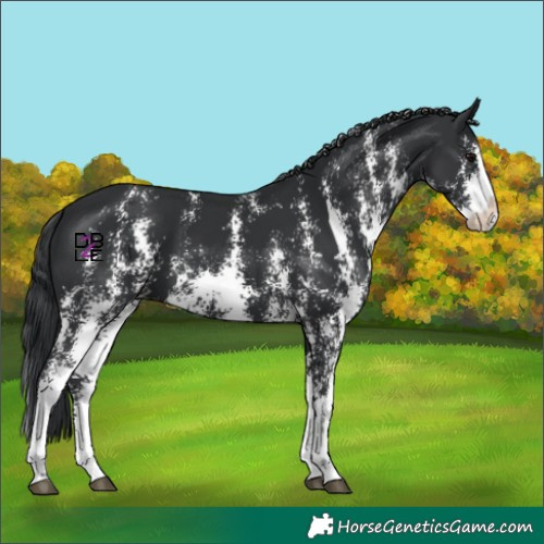 Horse Color:Black Sabino Splash 