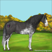 Horse Color:Black Sabino Splash 